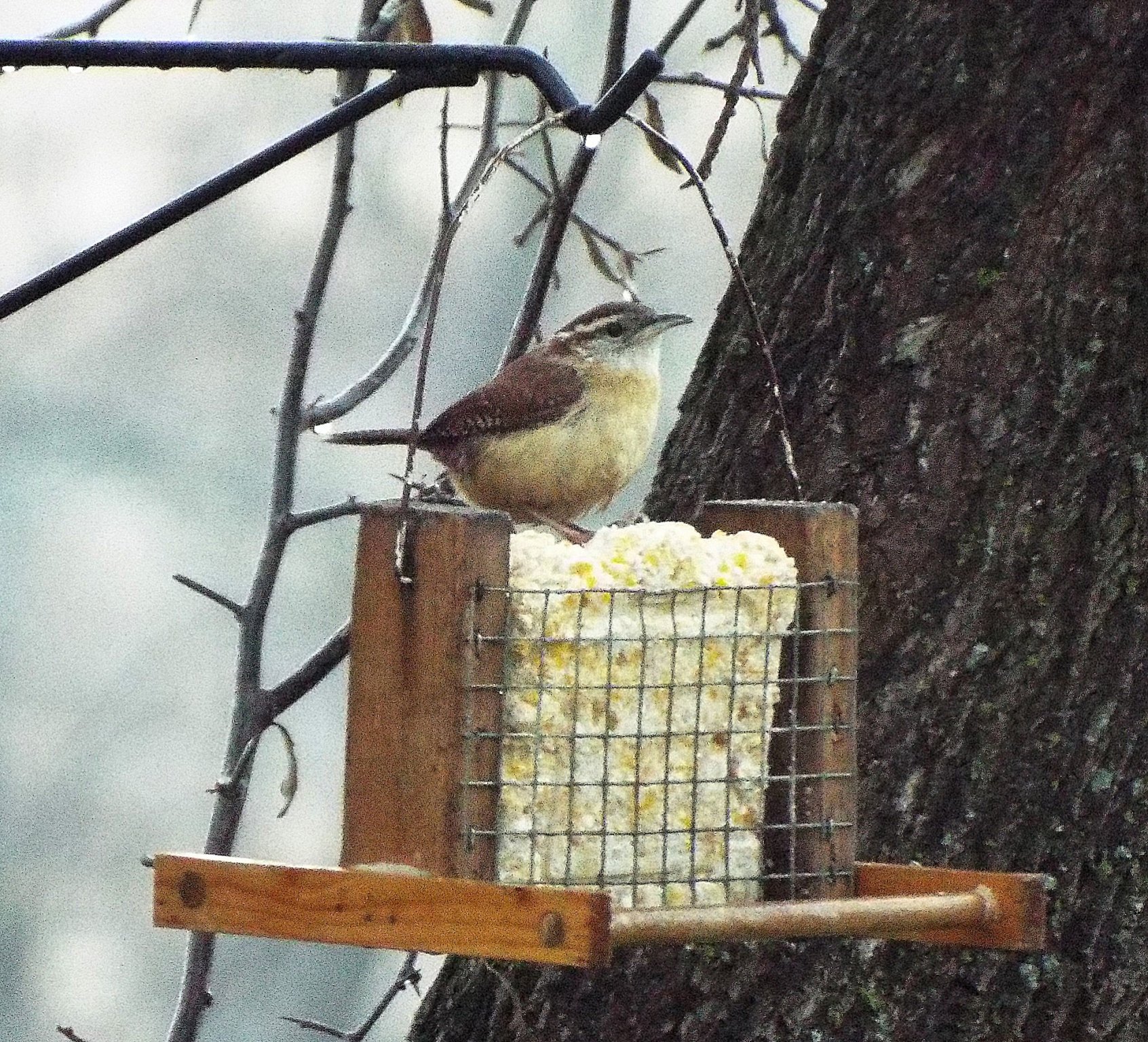 Carolina Wren 2.jpg