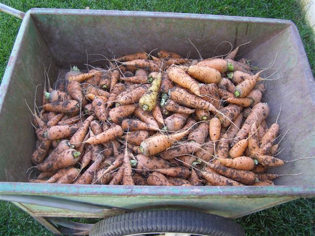 carrots + 004 (Small).JPG