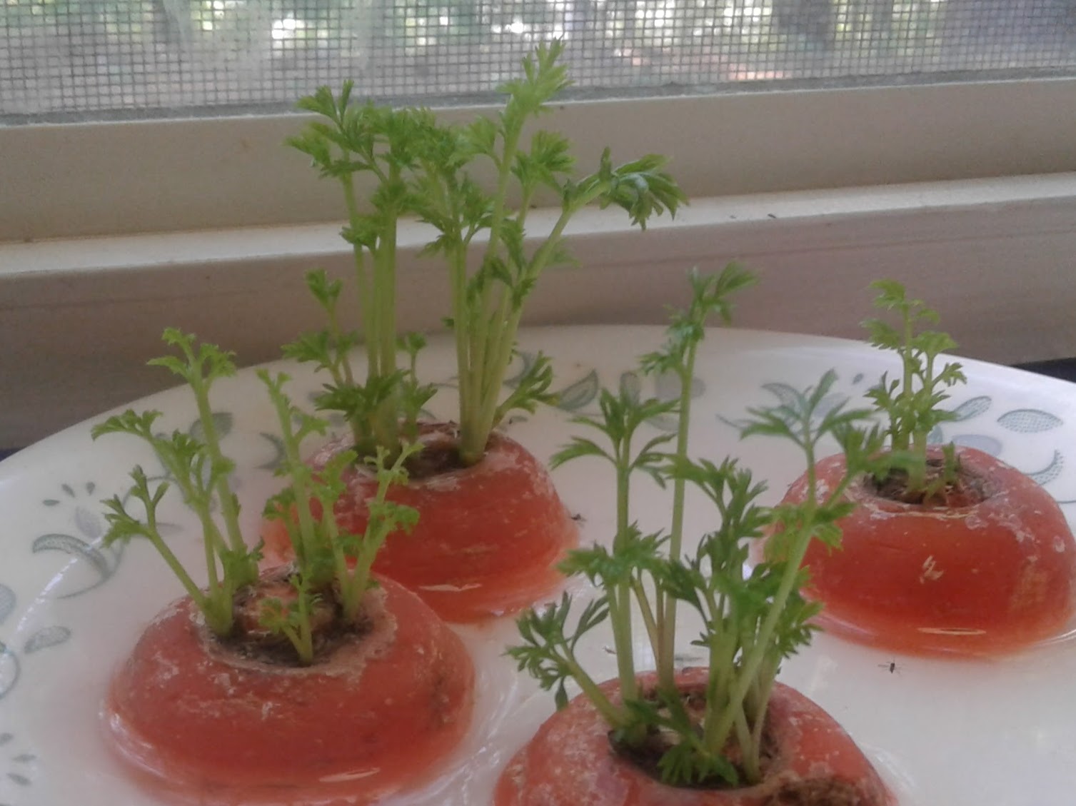 carrots.jpg