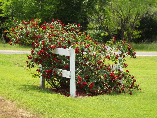 Cascade on entry fence.jpg