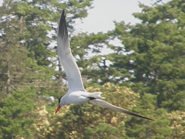 caspian tern.jpg