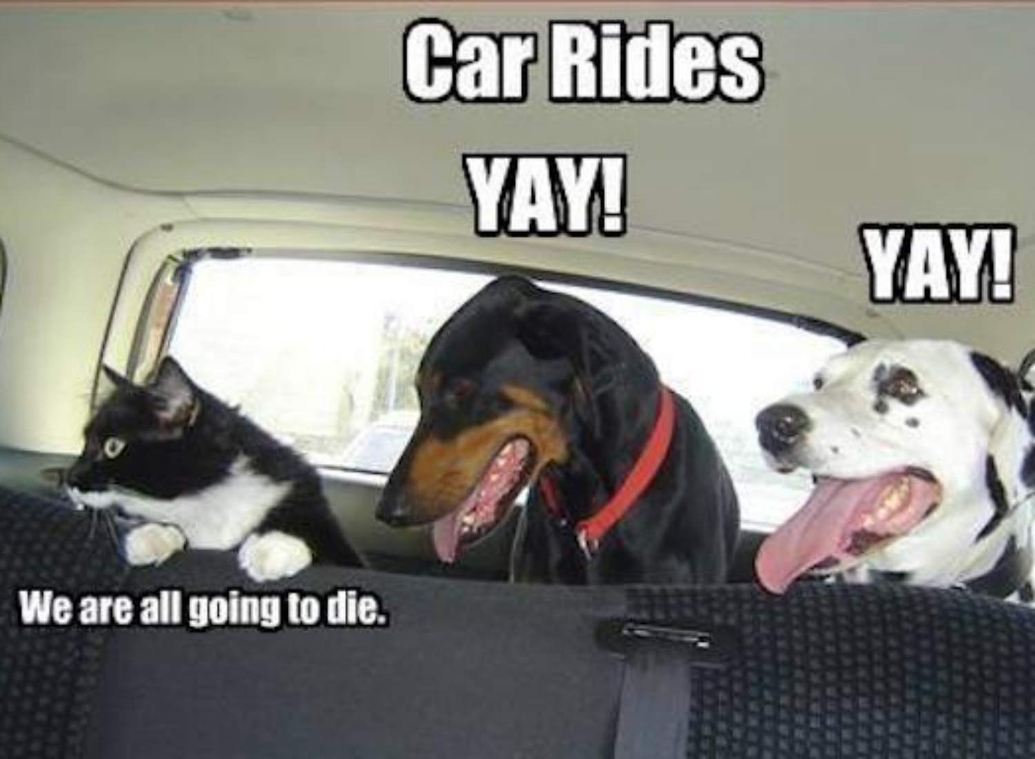 Cat+car+rides-3010905961.jpg