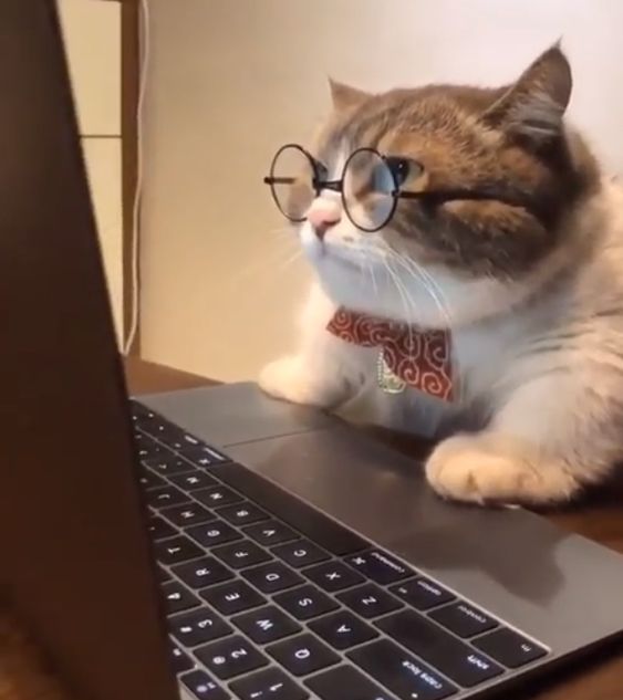 cat-glasses.jpg