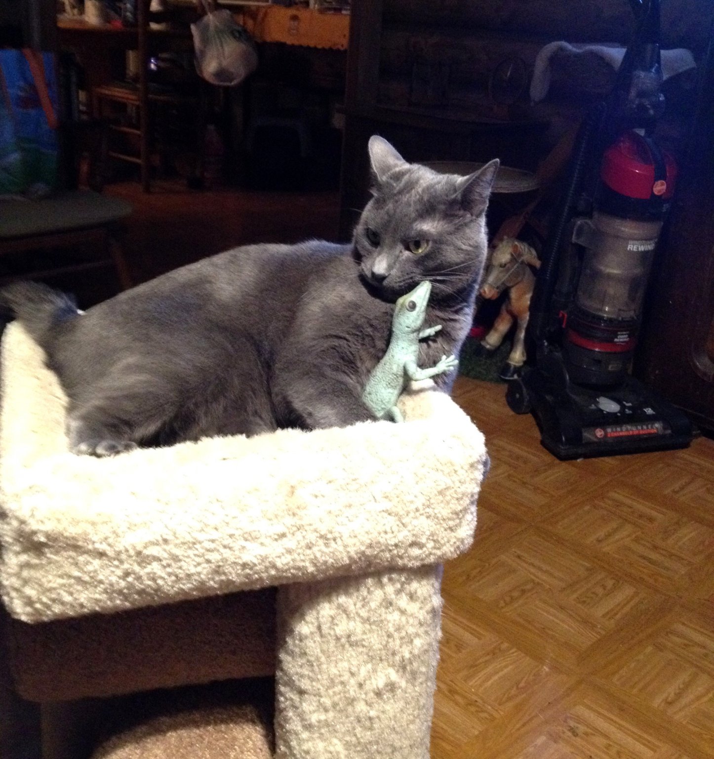 cat.jpg