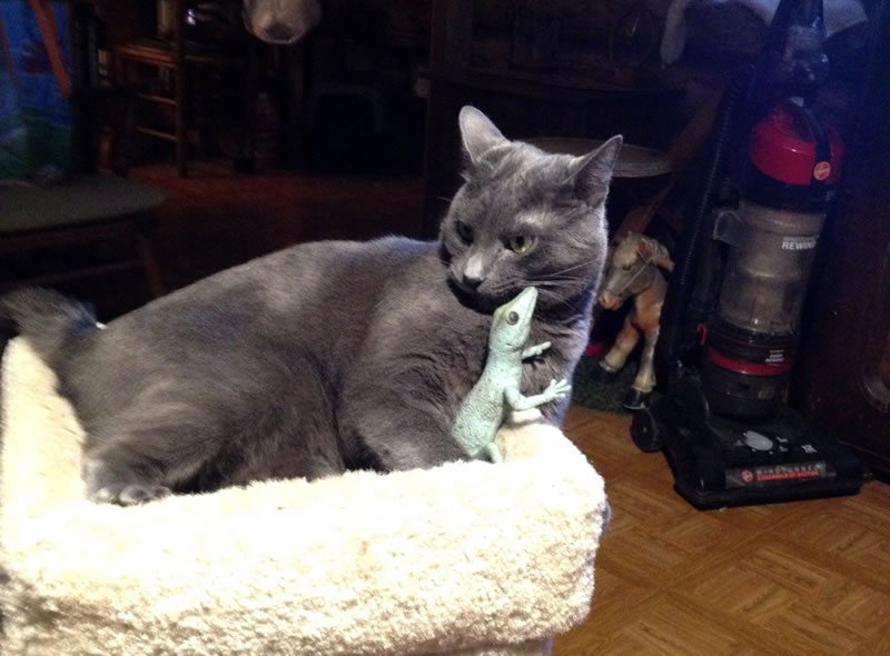 cat.jpg