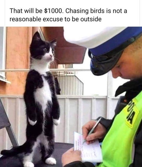 cat.jpg
