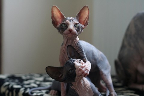 cat.jpg