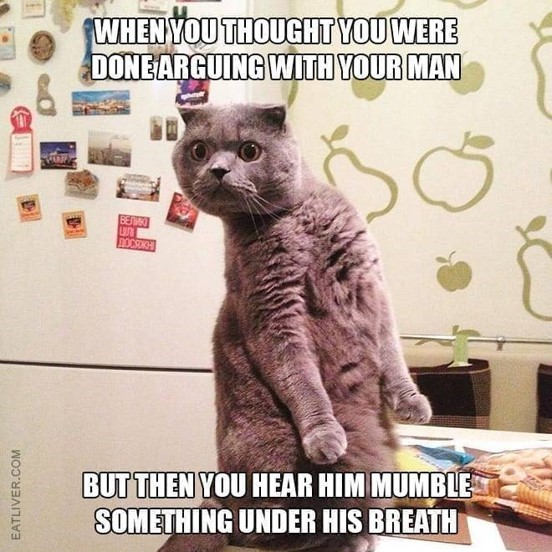 cat.jpg