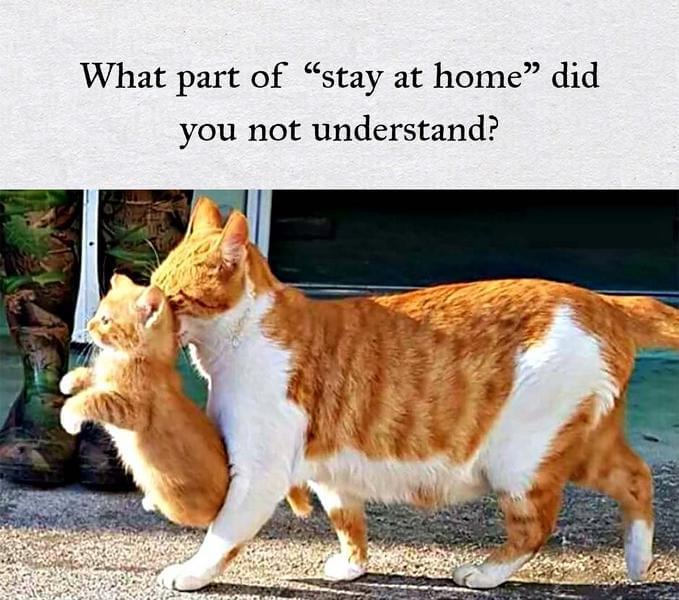 CAT & KITTEN.jpeg