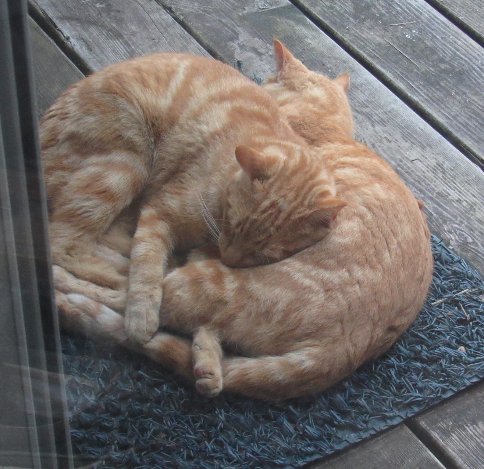 Cat knot.jpg