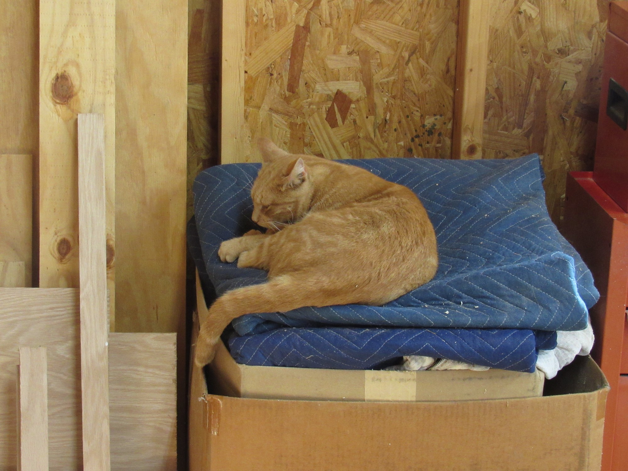 cat on a mat.jpg