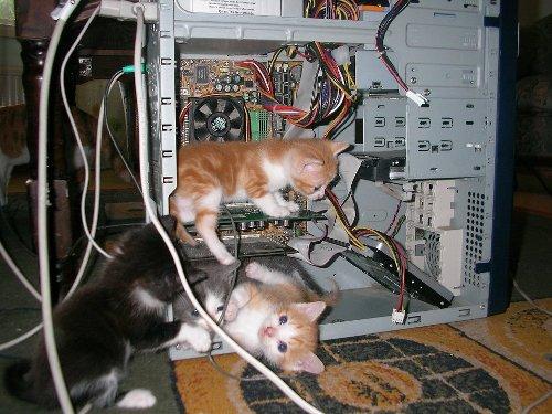 cat-repair.jpg