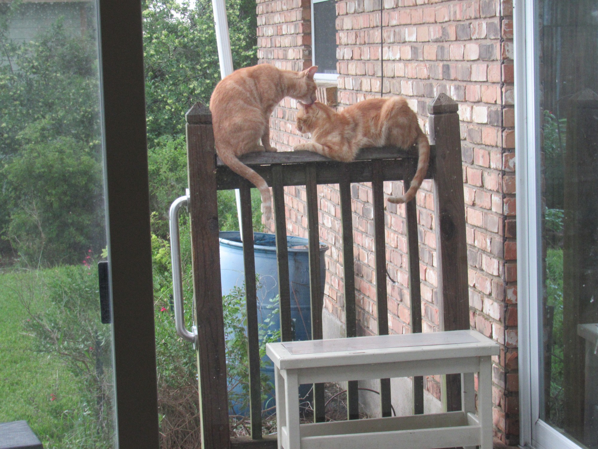 cat spa.jpg