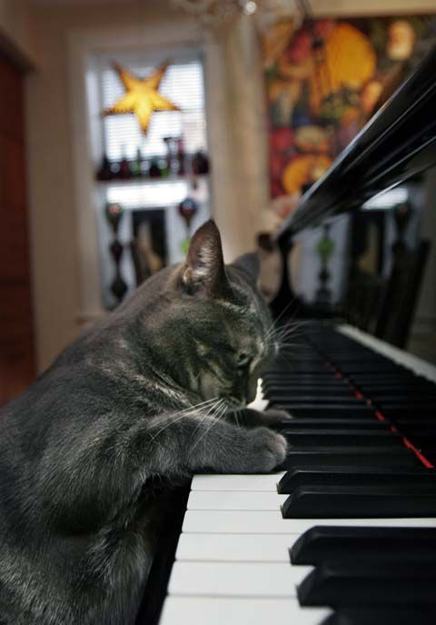 catatpiano.jpg
