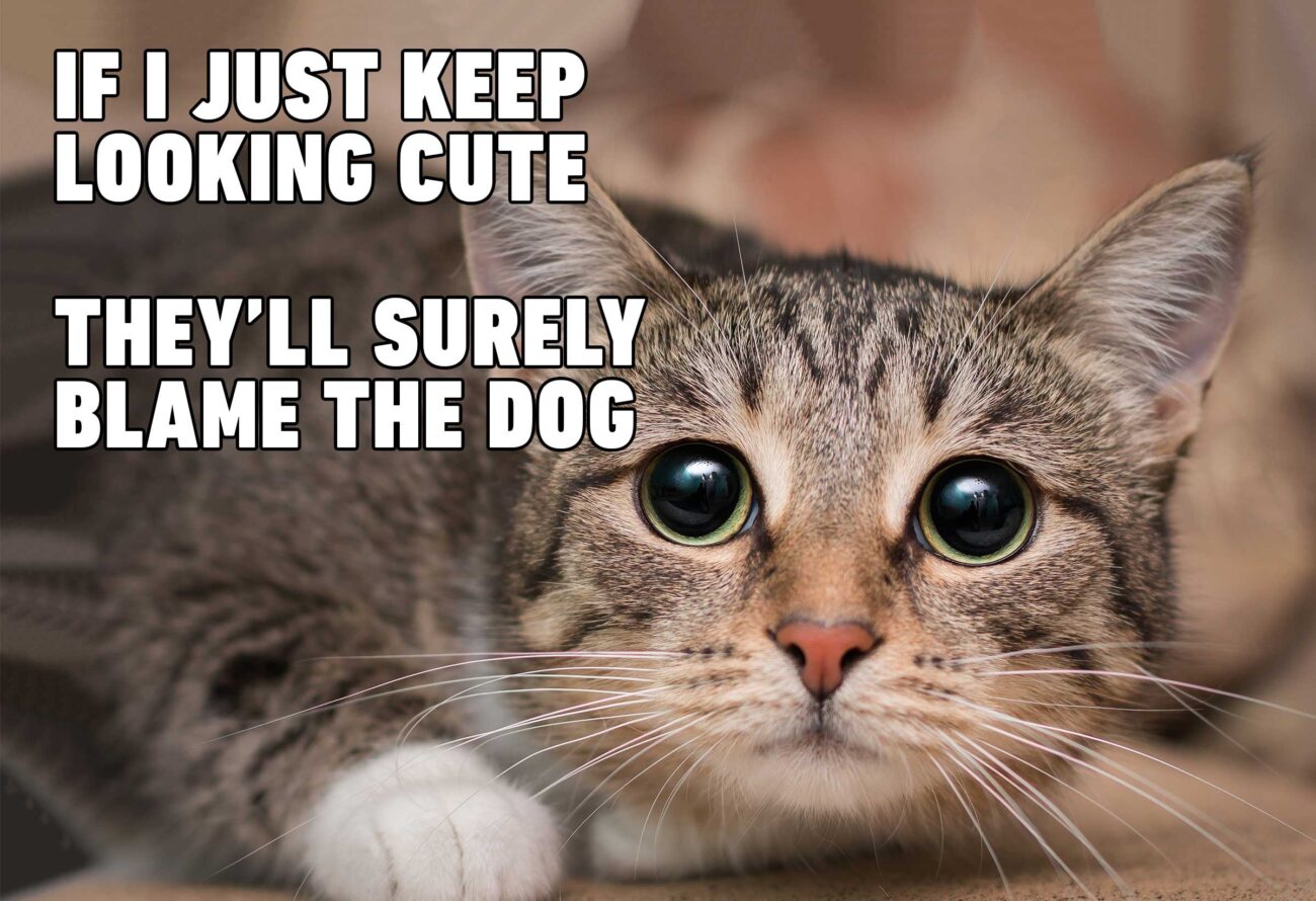 catcatcatcatcatcatcatcatcatcatcatcatacatcatcat.jpg