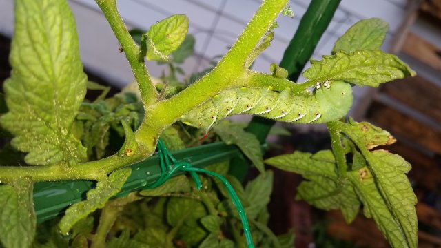 Caterpillar.jpg