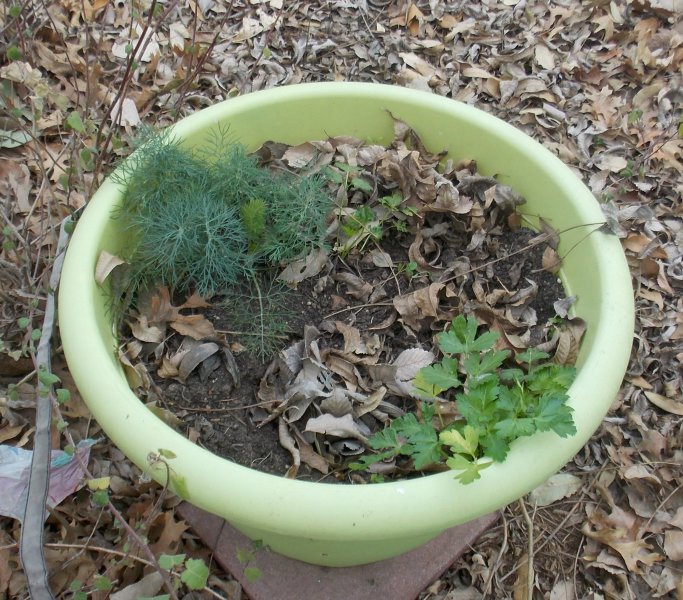 Caterpillarpot.JPG