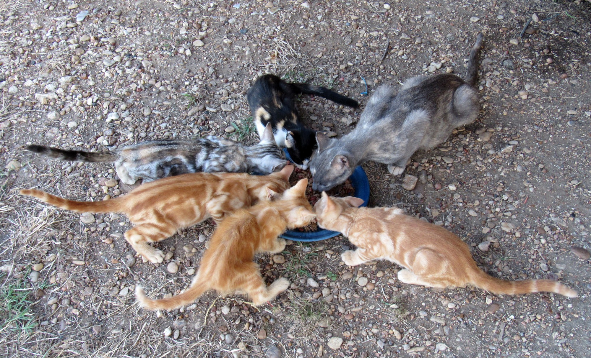 Cats b.jpg