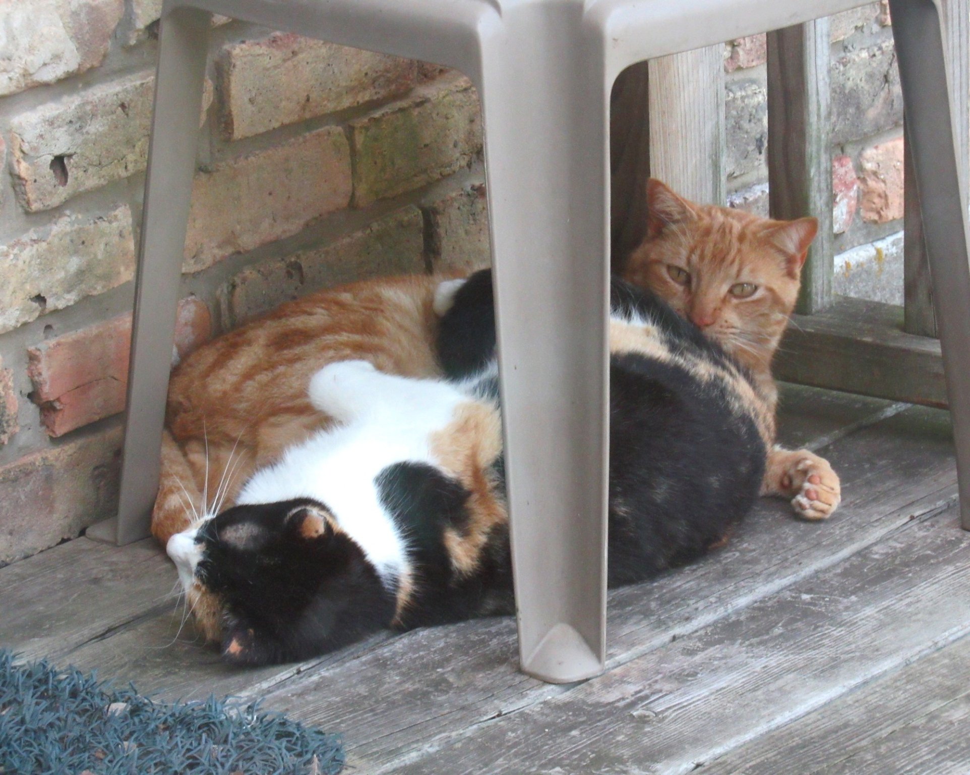 Cats c.jpg