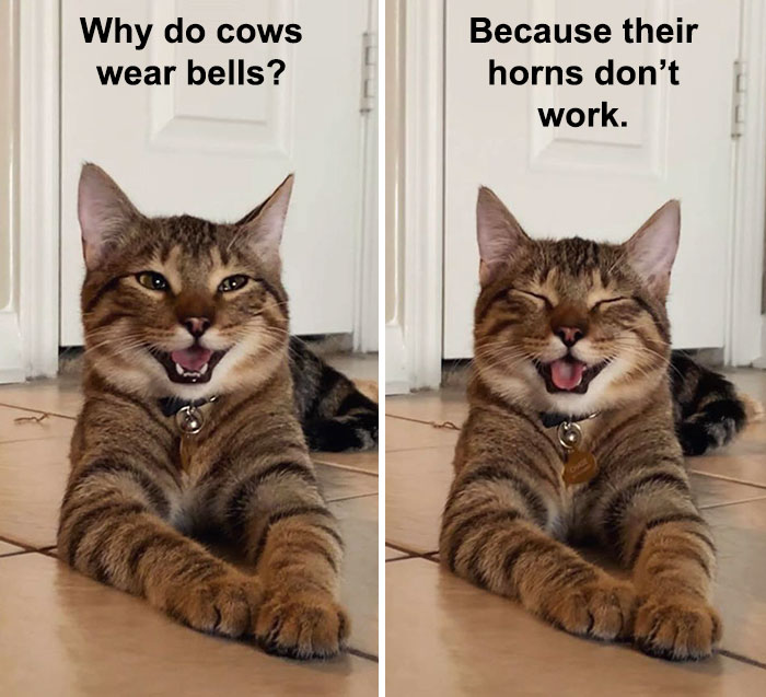 catsrulezyoufoolz.jpg