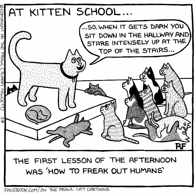 catsvjoke.png