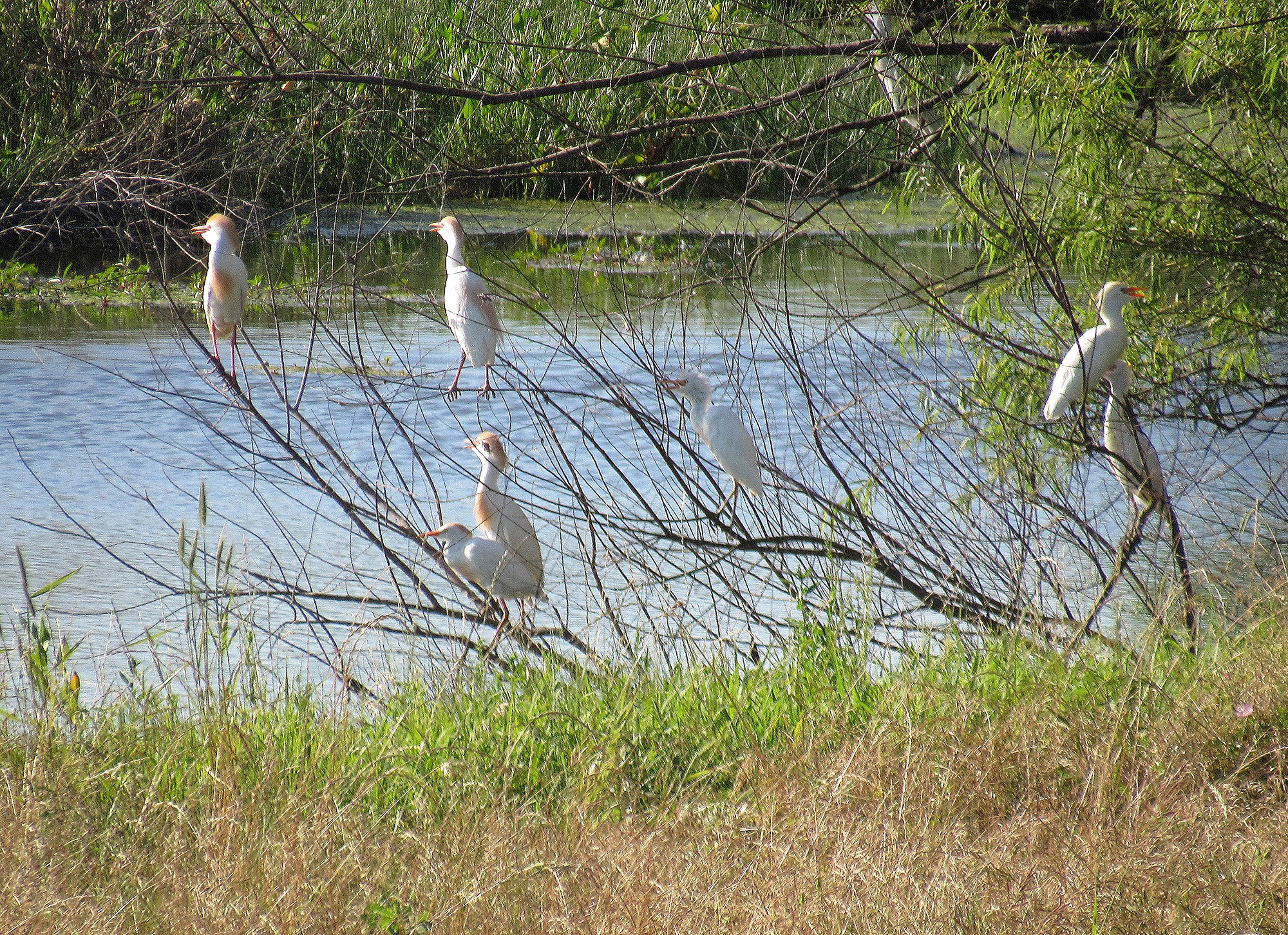 Cattle Egrets b.jpg