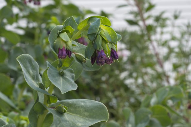 Cerinthe_June_New_15.jpg
