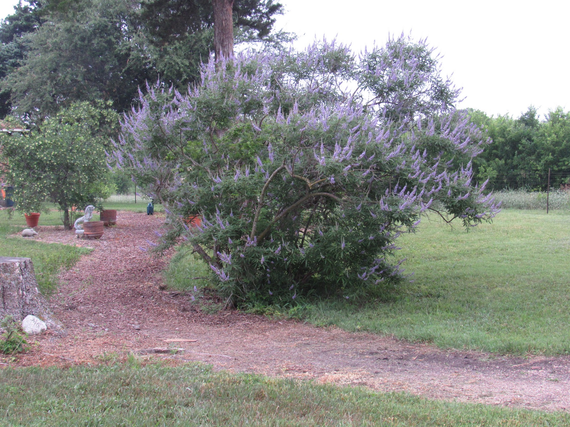 CHASTE TREE.jpg