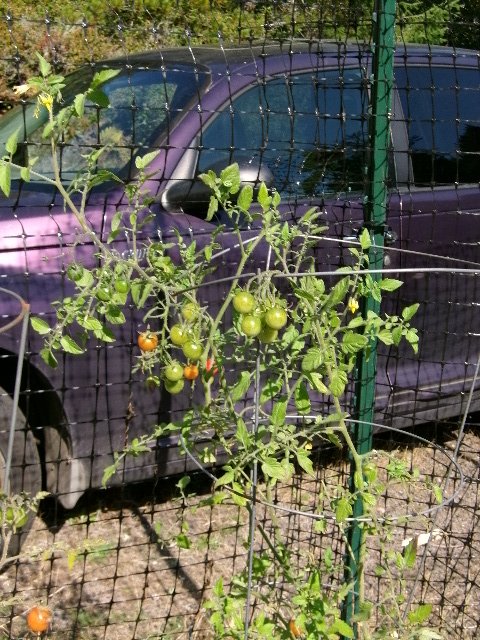 cherry tomatoes.JPG