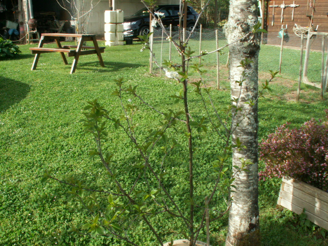 cherry tree cutting.JPG