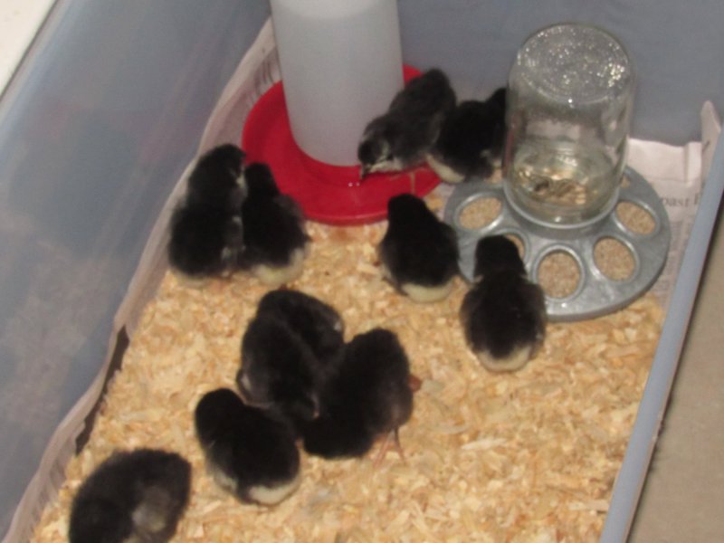 chick nursery 2.jpg