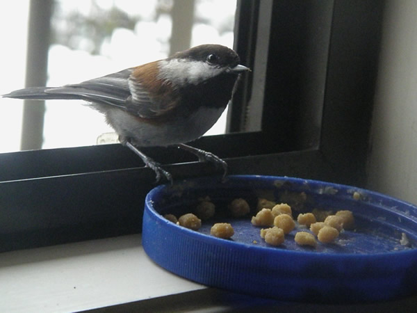 chickadee,dec9.jpg
