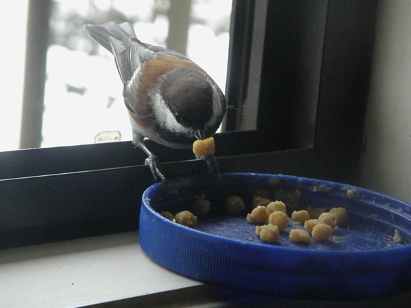 chickadee,dec9th.jpg