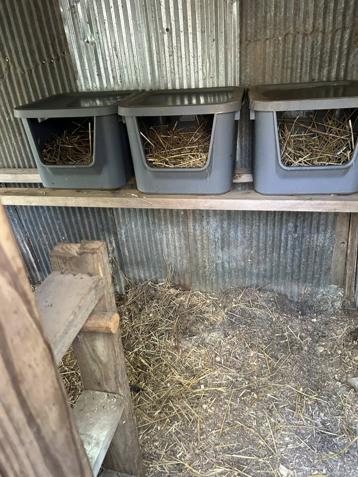 chicken coop fix 1.jpg