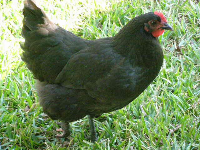 Chicken.jpg