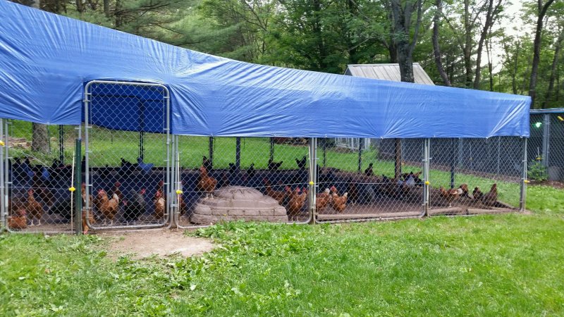 chickens1.jpg