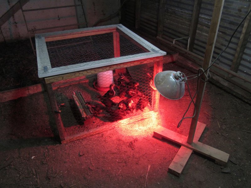 chicks and heat lamp.jpg