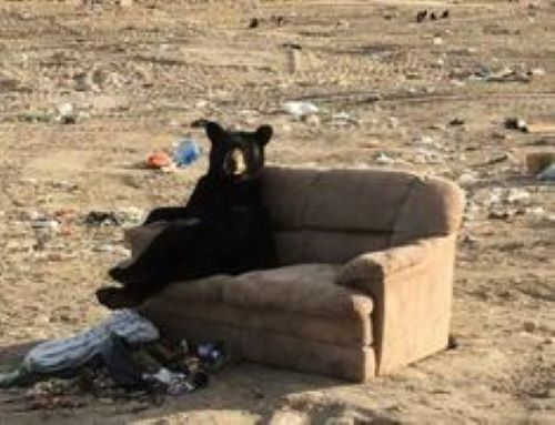 Chillin Bear.jpg