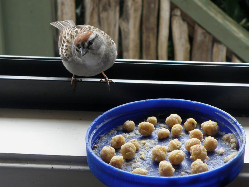 Chipping Sparrow.jpg