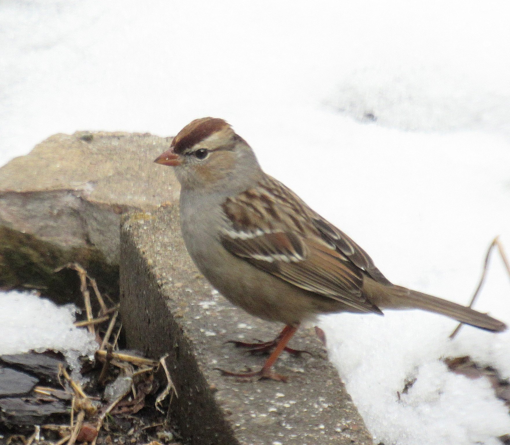 Chipping Sparrow.jpg