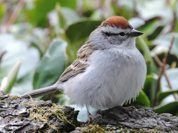 chipping sparrow.jpg