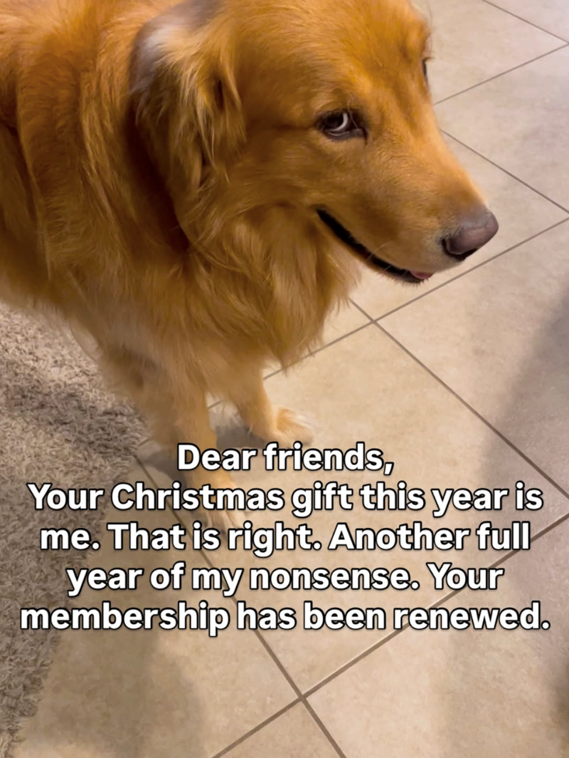 christmas-gift-this-year-is-is-right-another-full-year-my-nonsense-membership-has-been-renewed.png