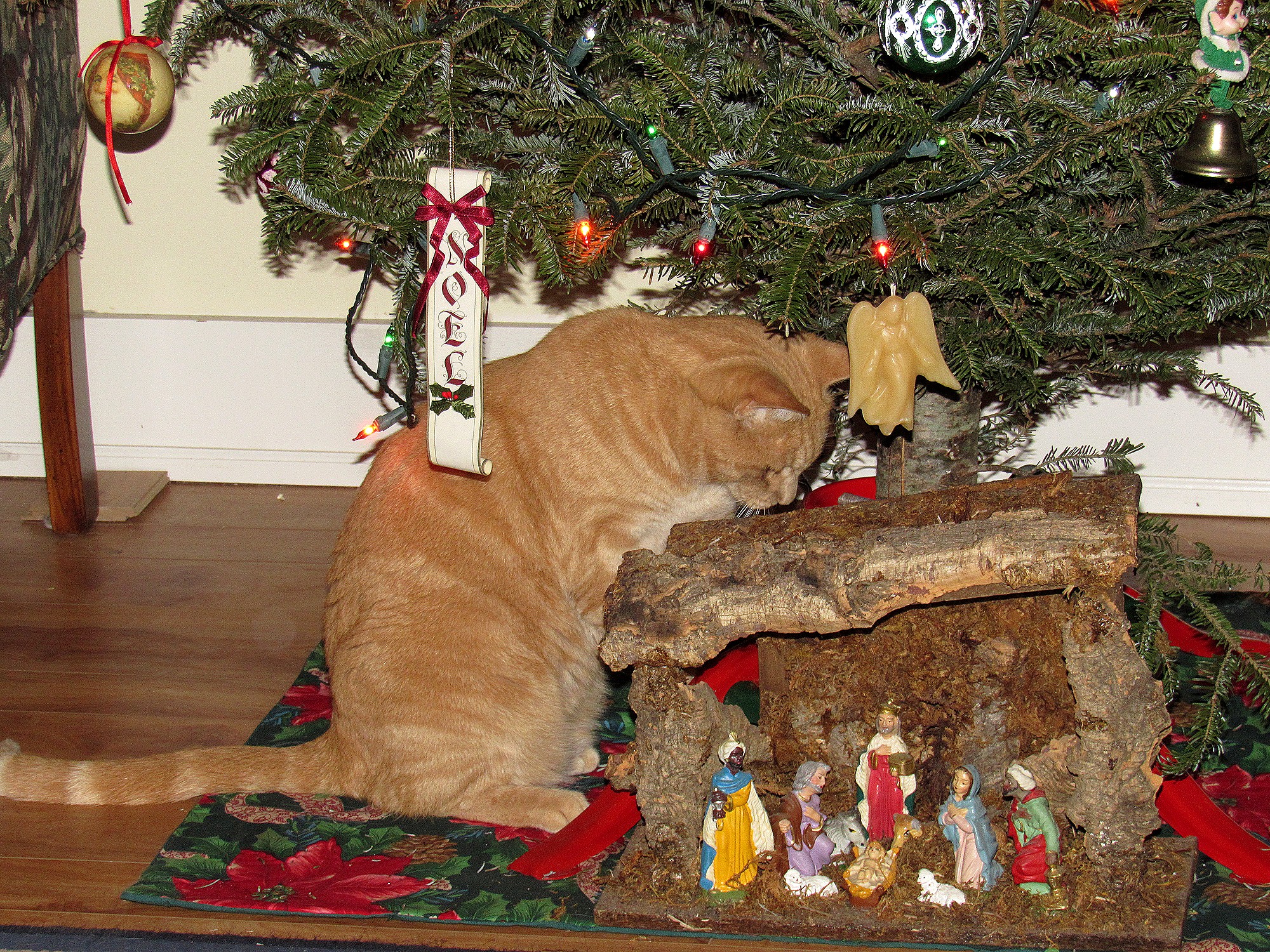 Christmas Timmi a.jpg