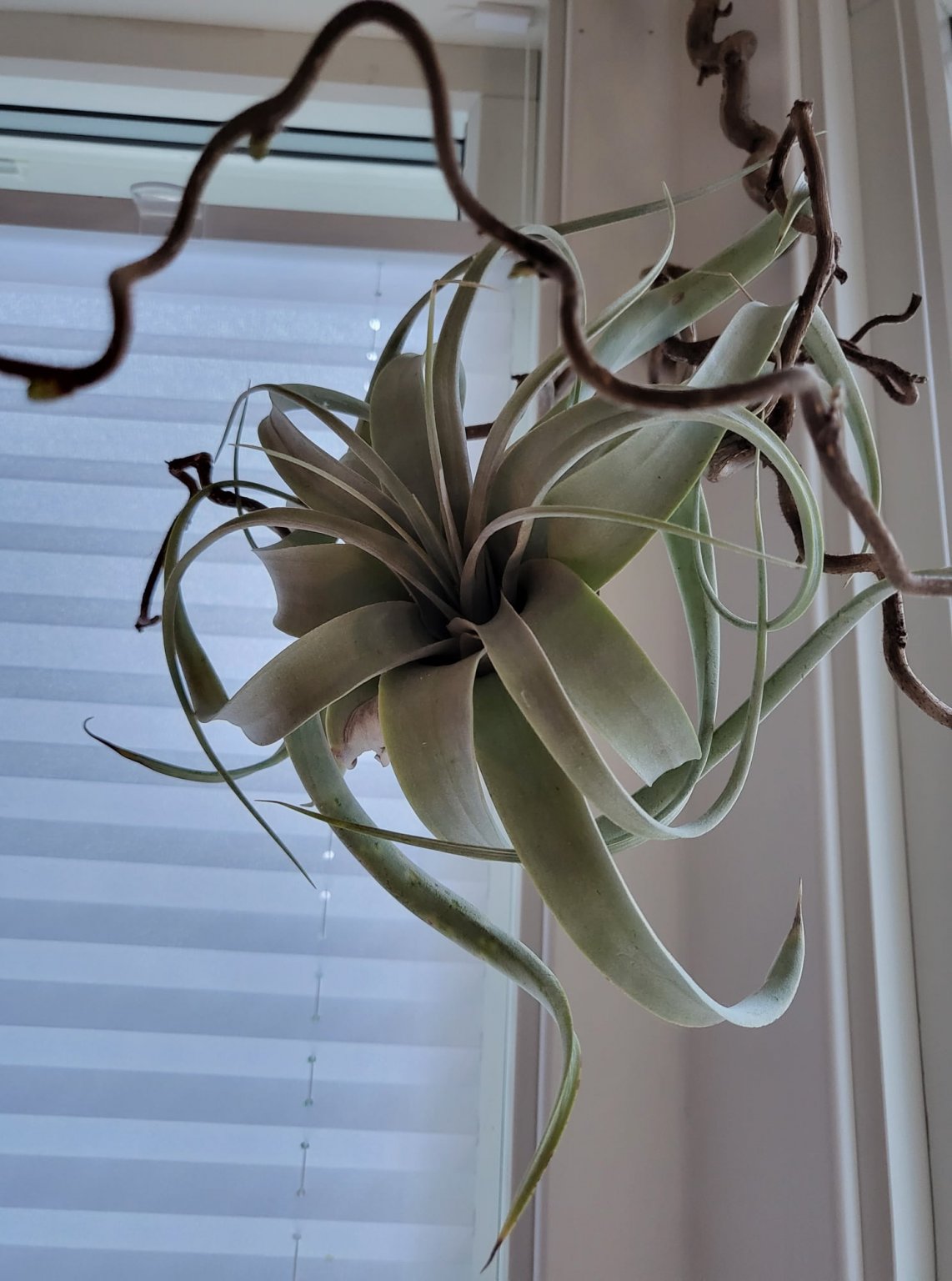 chrysographes.jpg