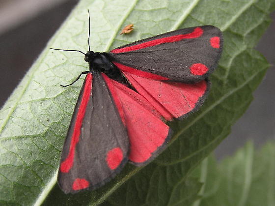 cinnabar moth.jpg