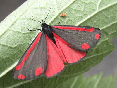 cinnabar moth.jpg