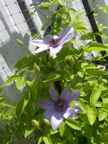 clematis Dawn (Small).JPG