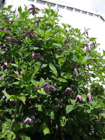 clematis unknown (Small).JPG