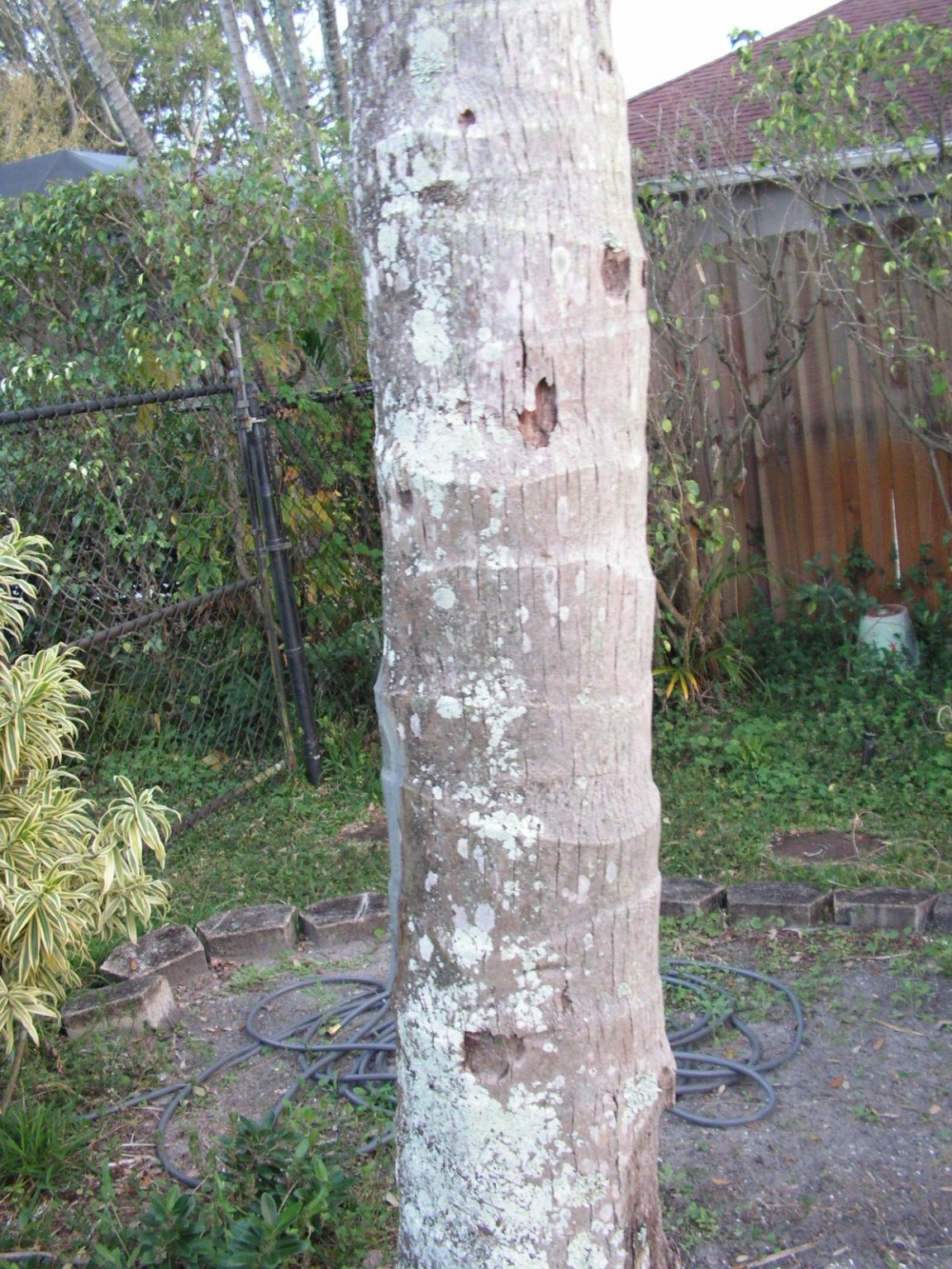 Coco Palms  (2).JPG
