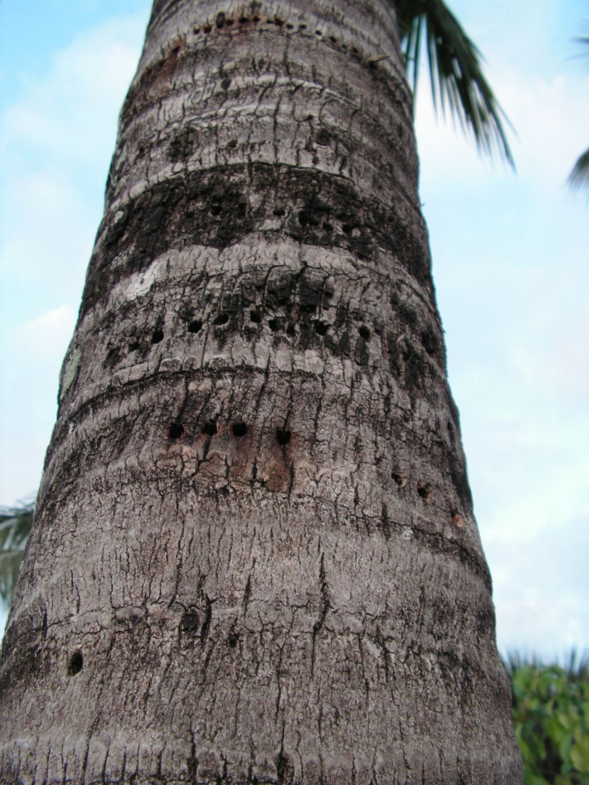 Coco Palms  (8).JPG